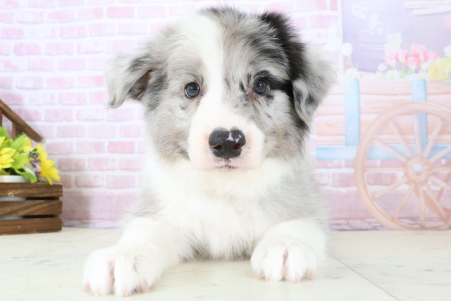 香川県のボーダーコリー (Coo&RIKU高松上福岡店/2025年11月28日生まれ/男の子/ブルーマール)の子犬の1枚目の画像