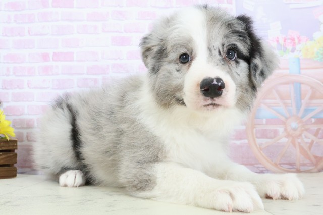 香川県のボーダーコリー (Coo&RIKU高松上福岡店/2025年11月28日生まれ/男の子/ブルーマール)の子犬の2枚目の画像