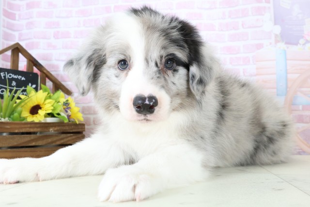 香川県のボーダーコリー (Coo&RIKU高松上福岡店/2025年11月28日生まれ/男の子/ブルーマール)の子犬の3枚目の画像