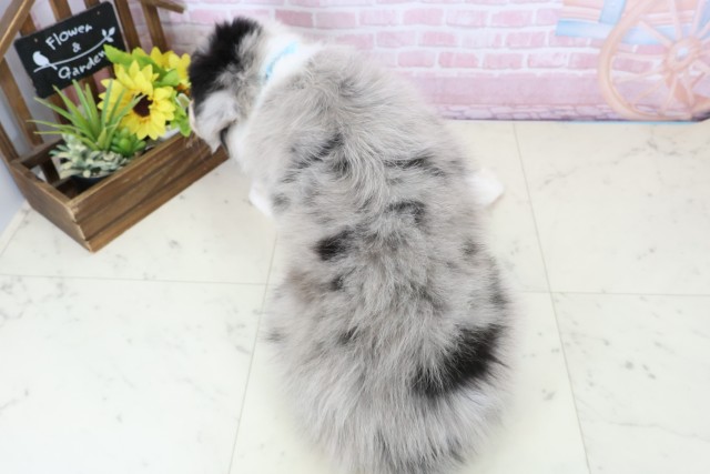 香川県のボーダーコリー (Coo&RIKU高松上福岡店/2025年11月28日生まれ/男の子/ブルーマール)の子犬の4枚目の画像