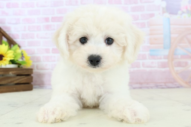 福岡県のビションフリーゼ (Coo&RIKUゆめタウン飯塚店/2025年11月30日生まれ/男の子/ホワイト)の子犬の1枚目の画像