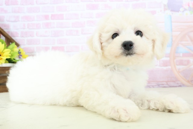 福岡県のビションフリーゼ (Coo&RIKUゆめタウン飯塚店/2025年11月30日生まれ/男の子/ホワイト)の子犬の2枚目の画像