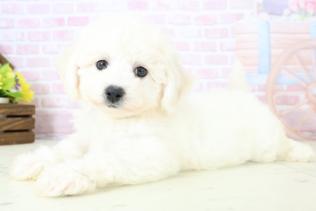 福岡県のビションフリーゼ (Coo&RIKUゆめタウン飯塚店/2025年11月30日生まれ/男の子/ホワイト)の子犬の3枚目の画像