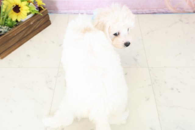 福岡県のビションフリーゼ (Coo&RIKUゆめタウン飯塚店/2025年11月30日生まれ/男の子/ホワイト)の子犬の4枚目の画像