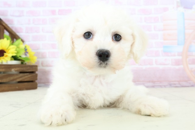 福岡県のビションフリーゼ (Coo&RIKU行橋店/2025年11月30日生まれ/男の子/ホワイト)の子犬の1枚目の画像