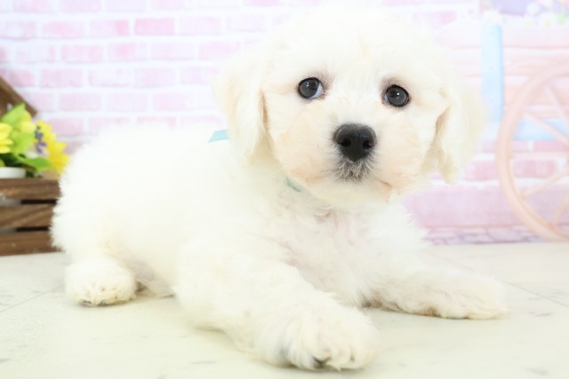 福岡県のビションフリーゼ (Coo&RIKU行橋店/2025年11月30日生まれ/男の子/ホワイト)の子犬の2枚目の画像