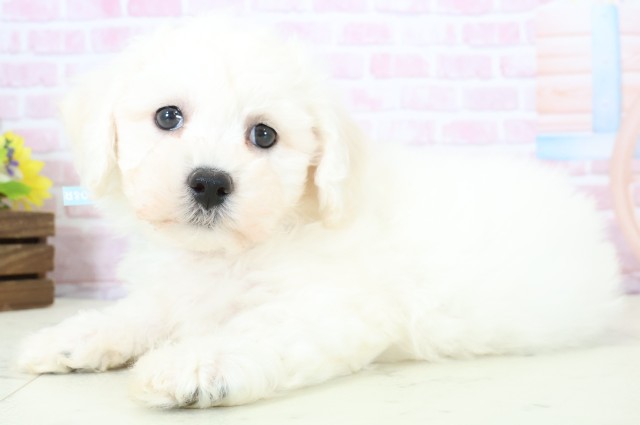 福岡県のビションフリーゼ (Coo&RIKU行橋店/2025年11月30日生まれ/男の子/ホワイト)の子犬の3枚目の画像