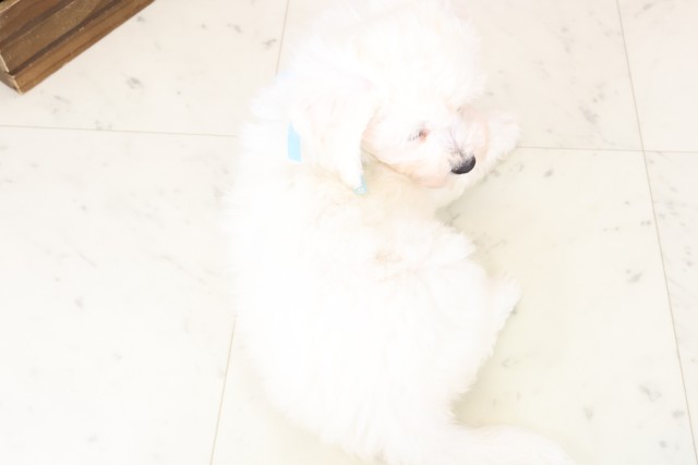 福岡県のビションフリーゼ (Coo&RIKU行橋店/2025年11月30日生まれ/男の子/ホワイト)の子犬の4枚目の画像
