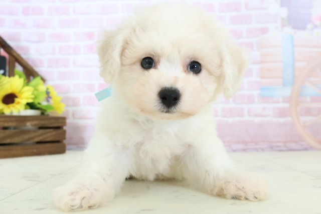 佐賀県のビションフリーゼ (Coo&RIKU佐賀神埼店/2025年11月30日生まれ/男の子/ホワイト)の子犬の1枚目の画像