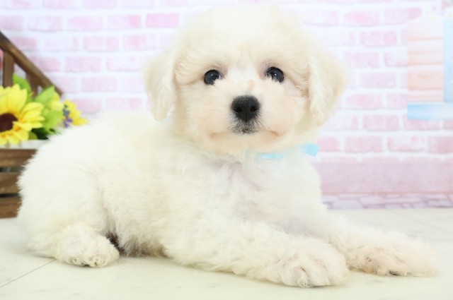 佐賀県のビションフリーゼ (Coo&RIKU佐賀神埼店/2025年11月30日生まれ/男の子/ホワイト)の子犬の2枚目の画像