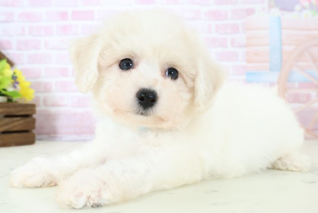 佐賀県のビションフリーゼ (Coo&RIKU佐賀神埼店/2025年11月30日生まれ/男の子/ホワイト)の子犬の3枚目の画像