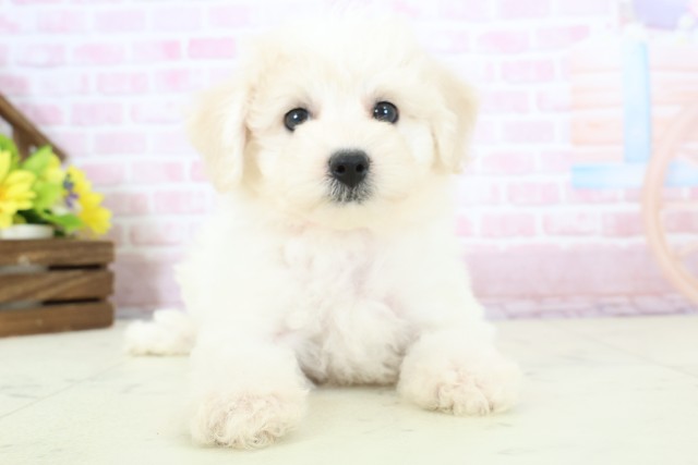 福岡県のビションフリーゼ (Coo&RIKU小倉店/2025年11月30日生まれ/女の子/ホワイト)の子犬の1枚目の画像