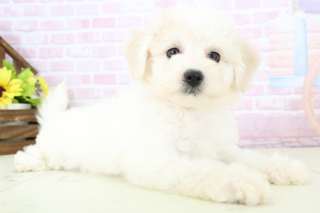 福岡県のビションフリーゼ (Coo&RIKU小倉店/2025年11月30日生まれ/女の子/ホワイト)の子犬の2枚目の画像