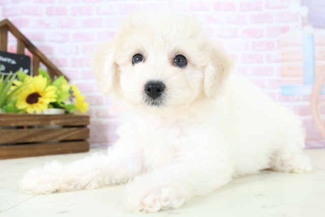 福岡県のビションフリーゼ (Coo&RIKU小倉店/2025年11月30日生まれ/女の子/ホワイト)の子犬の3枚目の画像