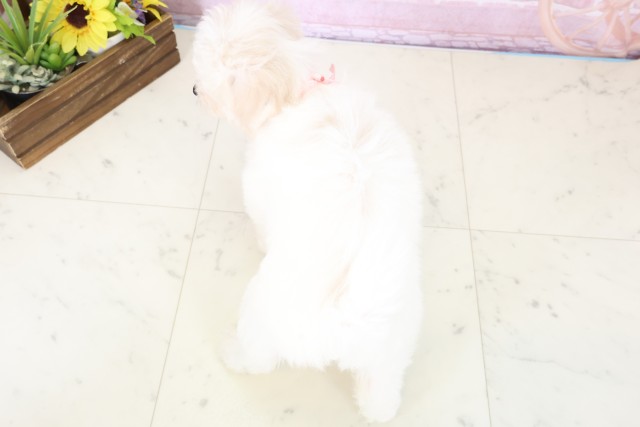 福岡県のビションフリーゼ (Coo&RIKU小倉店/2025年11月30日生まれ/女の子/ホワイト)の子犬の4枚目の画像