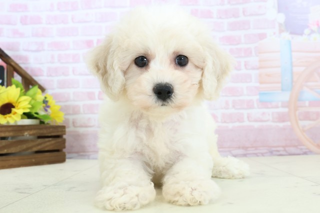 福岡県のビションフリーゼ (Coo&RIKU福岡古賀店/2025年11月30日生まれ/女の子/ホワイト)の子犬の1枚目の画像