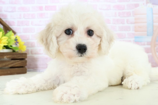 福岡県のビションフリーゼ (Coo&RIKU福岡古賀店/2025年11月30日生まれ/女の子/ホワイト)の子犬の3枚目の画像