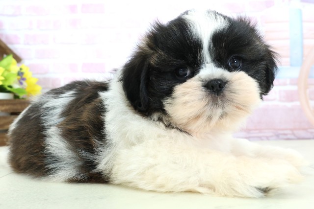 鳥取県のシーズー (Coo&RIKUラ・ムー鳥取東店/2025年11月30日生まれ/男の子/ブラックホワイト)の子犬の2枚目の画像