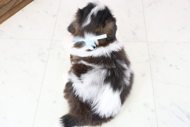 鳥取県のシーズー (Coo&RIKUラ・ムー鳥取東店/2025年11月30日生まれ/男の子/ブラックホワイト)の子犬の4枚目の画像