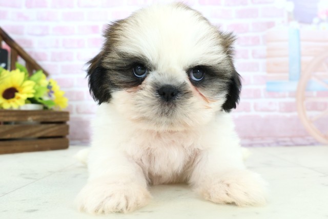 沖縄県のシーズー (Coo&RIKU沖縄浦添店/2025年11月30日生まれ/男の子/ゴールドホワイト)の子犬の1枚目の画像