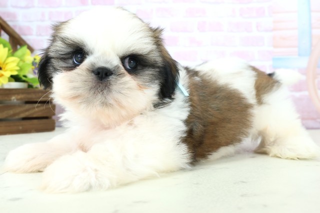 沖縄県のシーズー (Coo&RIKU沖縄浦添店/2025年11月30日生まれ/男の子/ゴールドホワイト)の子犬の3枚目の画像