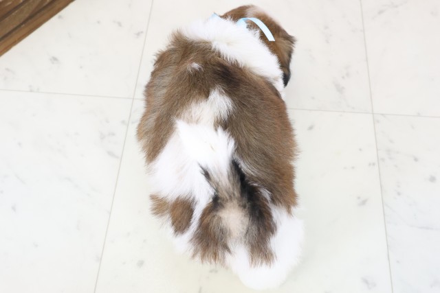 沖縄県のシーズー (Coo&RIKU沖縄浦添店/2025年11月30日生まれ/男の子/ゴールドホワイト)の子犬の4枚目の画像