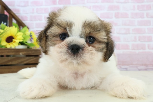 島根県のシーズー (Coo&RIKU出雲店/2025年11月30日生まれ/男の子/ゴールドホワイト)の子犬の1枚目の画像