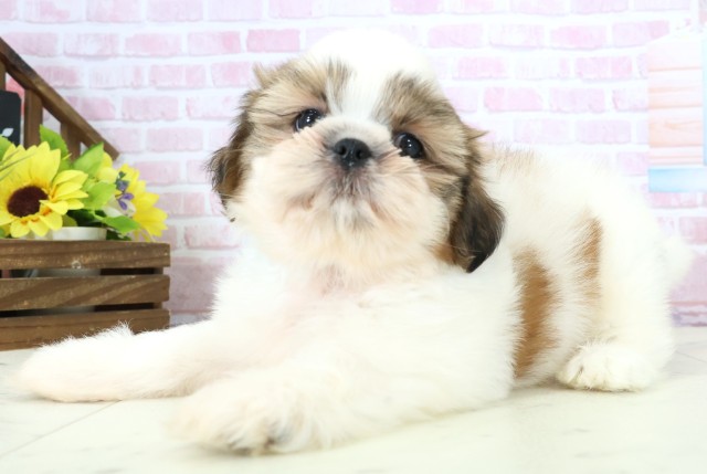 島根県のシーズー (Coo&RIKU出雲店/2025年11月30日生まれ/男の子/ゴールドホワイト)の子犬の3枚目の画像