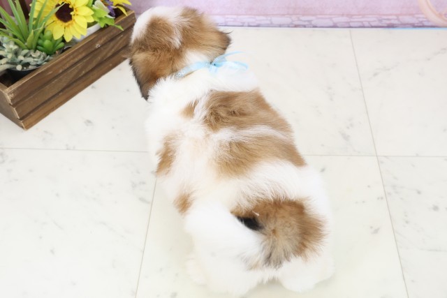 島根県のシーズー (Coo&RIKU出雲店/2025年11月30日生まれ/男の子/ゴールドホワイト)の子犬の4枚目の画像