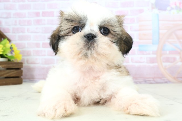 広島県のシーズー (Coo&RIKU広島北店/2025年11月30日生まれ/女の子/ゴールドホワイト)の子犬の1枚目の画像