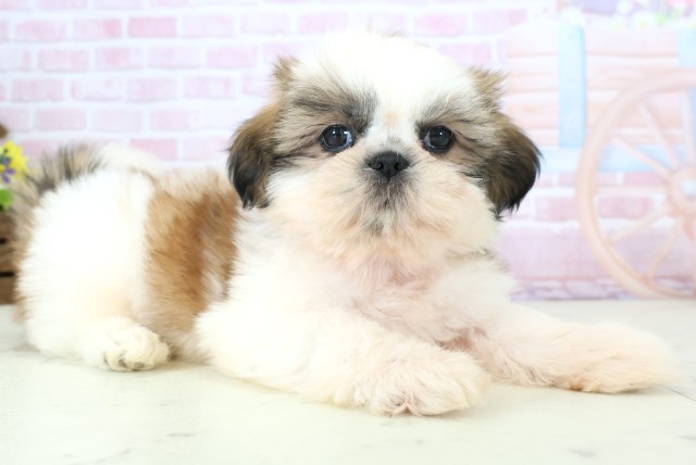 広島県のシーズー (Coo&RIKU広島北店/2025年11月30日生まれ/女の子/ゴールドホワイト)の子犬の2枚目の画像