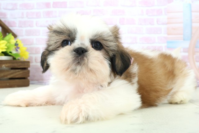 広島県のシーズー (Coo&RIKU広島北店/2025年11月30日生まれ/女の子/ゴールドホワイト)の子犬の3枚目の画像