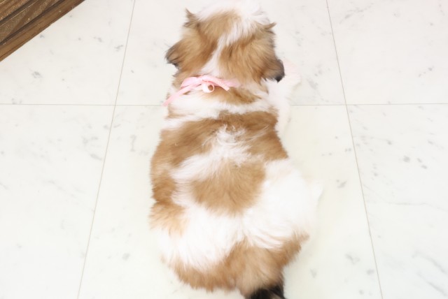 広島県のシーズー (Coo&RIKU広島北店/2025年11月30日生まれ/女の子/ゴールドホワイト)の子犬の4枚目の画像