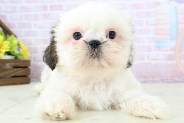 広島県のシーズー (Coo&RIKUゆめタウン大竹店/2025年11月30日生まれ/女の子/ゴールドホワイト)の子犬の1枚目の画像