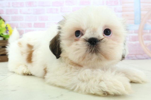 広島県のシーズー (Coo&RIKUゆめタウン大竹店/2025年11月30日生まれ/女の子/ゴールドホワイト)の子犬の2枚目の画像