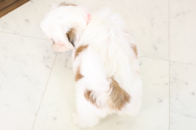 広島県のシーズー (Coo&RIKUゆめタウン大竹店/2025年11月30日生まれ/女の子/ゴールドホワイト)の子犬の4枚目の画像