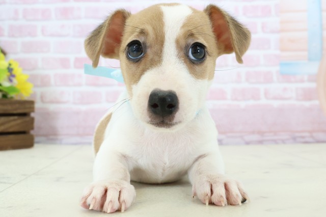 千葉県のジャックラッセルテリア (Coo&RIKU木更津店/2025年11月19日生まれ/男の子/ホワイトタン)の子犬の1枚目の画像