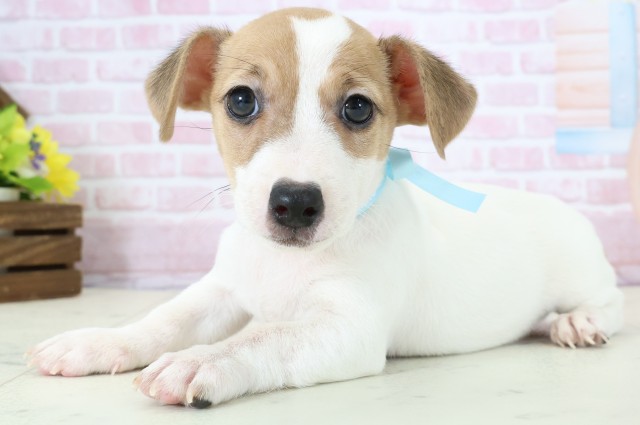 千葉県のジャックラッセルテリア (Coo&RIKU木更津店/2025年11月19日生まれ/男の子/ホワイトタン)の子犬の3枚目の画像