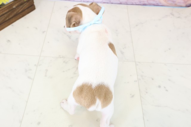 千葉県のジャックラッセルテリア (Coo&RIKU木更津店/2025年11月19日生まれ/男の子/ホワイトタン)の子犬の4枚目の画像