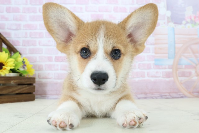 広島県のウェルシュコーギーペンブローク (Coo&RIKU福山店/2025年11月26日生まれ/男の子/セーブルホワイト)の子犬の1枚目の画像