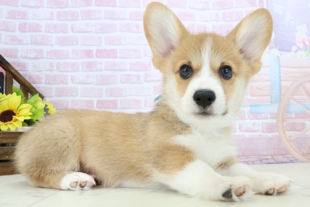 広島県のウェルシュコーギーペンブローク (Coo&RIKU福山店/2025年11月26日生まれ/男の子/セーブルホワイト)の子犬の2枚目の画像