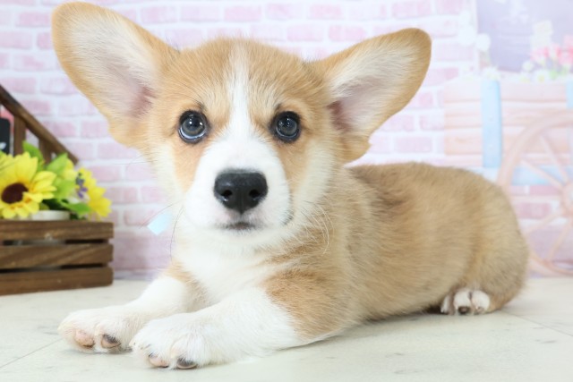 広島県のウェルシュコーギーペンブローク (Coo&RIKU福山店/2025年11月26日生まれ/男の子/セーブルホワイト)の子犬の3枚目の画像