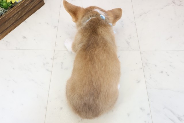 広島県のウェルシュコーギーペンブローク (Coo&RIKU福山店/2025年11月26日生まれ/男の子/セーブルホワイト)の子犬の4枚目の画像