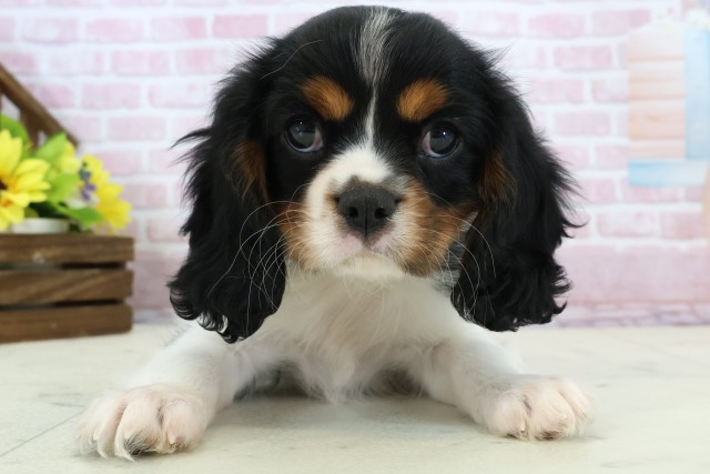 福岡県のキャバリアキングチャールズスパニエル (Coo&RIKU福岡西店/2025年11月26日生まれ/男の子/トライカラー)の子犬の1枚目の画像