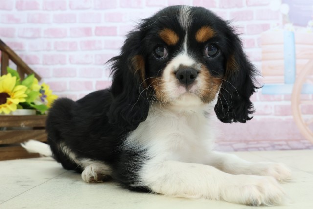 福岡県のキャバリアキングチャールズスパニエル (Coo&RIKU福岡西店/2025年11月26日生まれ/男の子/トライカラー)の子犬の2枚目の画像