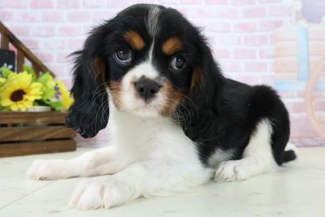 福岡県のキャバリアキングチャールズスパニエル (Coo&RIKU福岡西店/2025年11月26日生まれ/男の子/トライカラー)の子犬の3枚目の画像