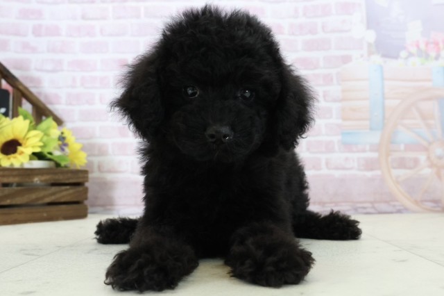 沖縄県のトイプードル(トイ) (Coo&RIKU沖縄浦添店/2025年11月26日生まれ/女の子/ブラック)の子犬の1枚目の画像
