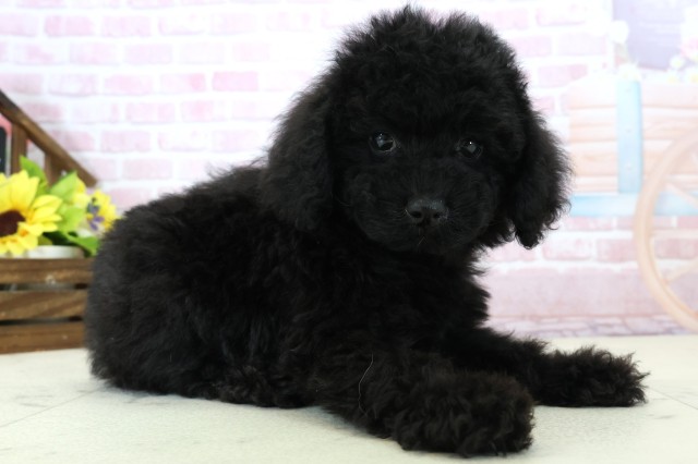 沖縄県のトイプードル(トイ) (Coo&RIKU沖縄浦添店/2025年11月26日生まれ/女の子/ブラック)の子犬の2枚目の画像
