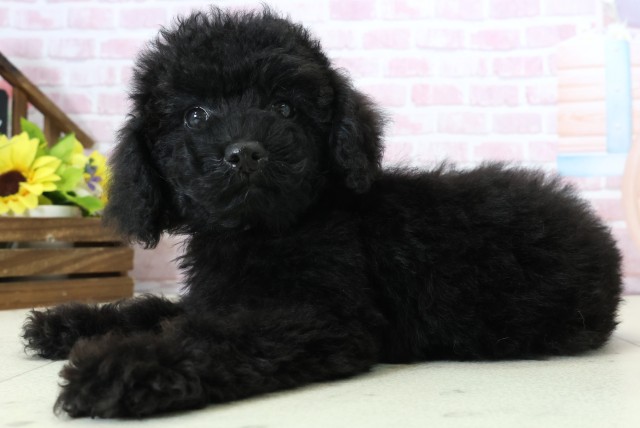 沖縄県のトイプードル(トイ) (Coo&RIKU沖縄浦添店/2025年11月26日生まれ/女の子/ブラック)の子犬の3枚目の画像