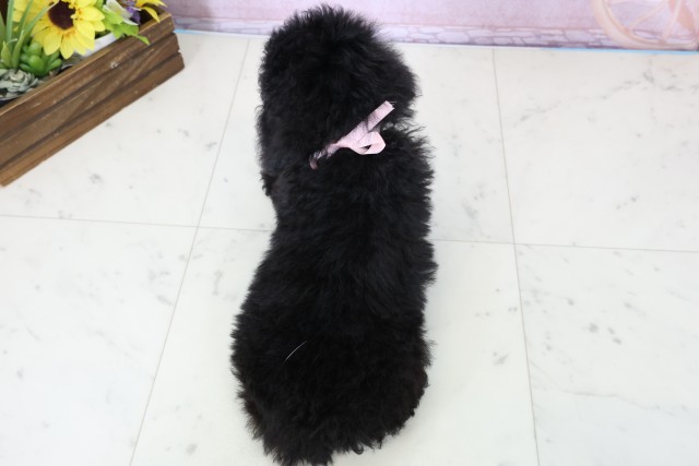 沖縄県のトイプードル(トイ) (Coo&RIKU沖縄浦添店/2025年11月26日生まれ/女の子/ブラック)の子犬の4枚目の画像